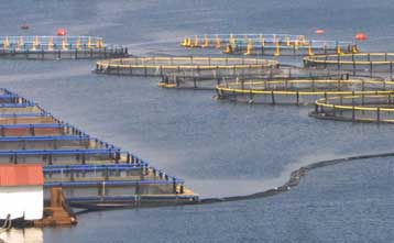 Ελληνική ιχθυοκαλλιέργεια: Εξαγωγές πάνω από 100.000 τόνους αξίας 458 εκατ. ευρώ το 2019