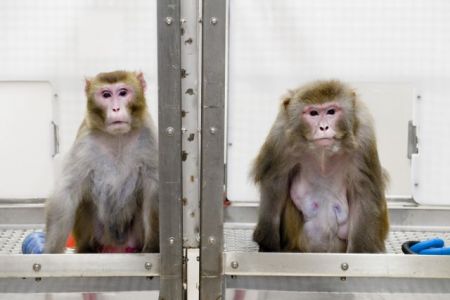 Κορωνοϊός: Πίθηκοι που εκτέθηκαν στον ιό απέκτησαν ανοσία