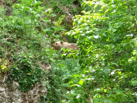 Μικρό αρκουδάκι στο Μικρό Πάπιγκο: Δεν φοβάται τους ανθρώπους και επισκέπτεται το χωριό