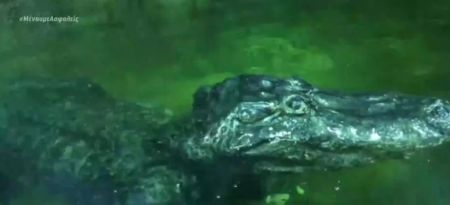 Πέθανε από γεράματα ο «αλιγάτορας του Χίτλερ»