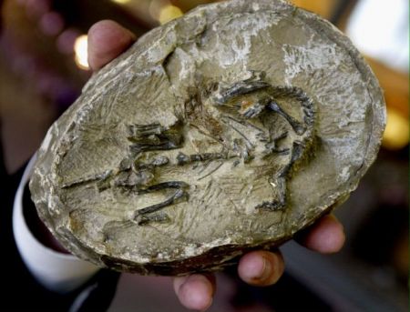 Τα πρώτα αυγά των δεινοσαύρων ήταν μαλακά