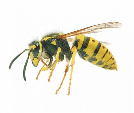Τι  θα κάνετε αν σας τσιμπήσει μέλισσα ή σφήκα