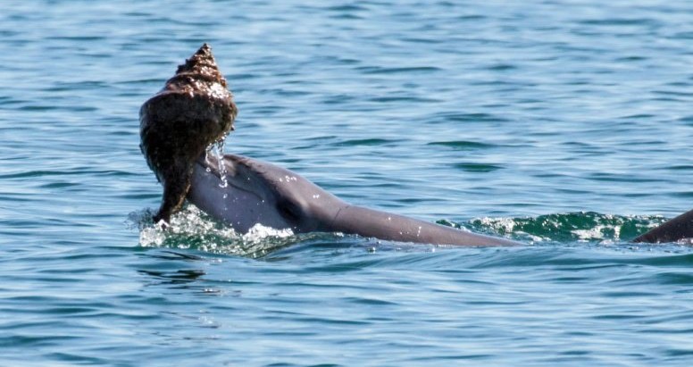 Τα δελφίνια μαθαίνουν και από τα πιο έμπειρα μέλη της αγέλης