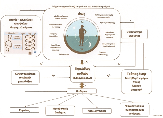 Το κούρδισμα του βιολογικού μας ρολογιού στην πράξη