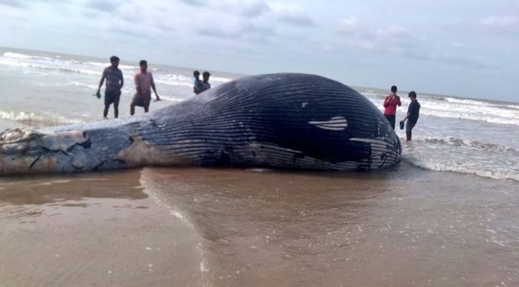 Κόλπος της Βεγγάλης: Ξεβράστηκε στην ακτή νεκρή φάλαινα