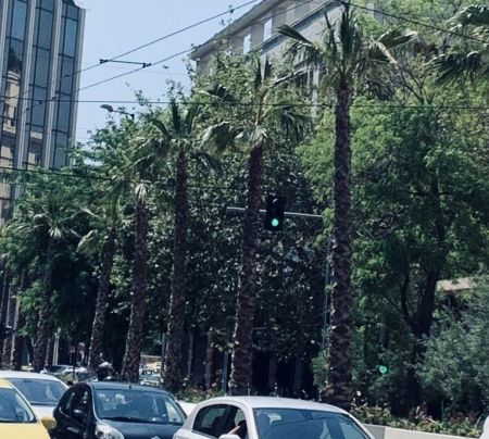 Οι φοίνικες στο κέντρο της Αθήνας