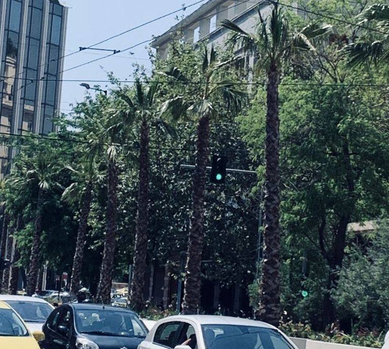 Οι φοίνικες στο κέντρο της Αθήνας