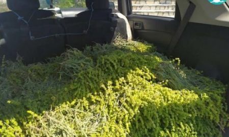 Λεηλασία των αρωματικών στα βουνά της Ηπείρου