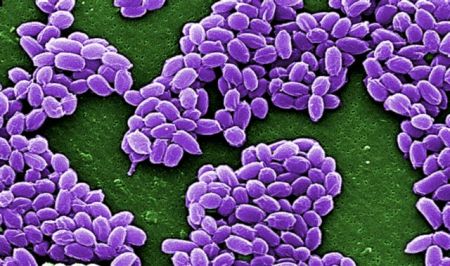 Βρέθηκαν βακτήρια που τρέφονται από μέταλλο