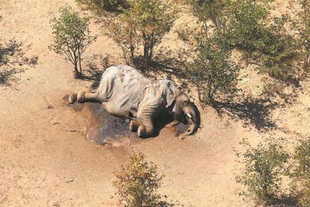 Γιατί πεθαίνουν οι ελέφαντες στην Μποτσουάνα
