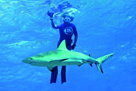 Καρχαρίας: Ο αιώνιος «βασιλιάς της θάλασσας»