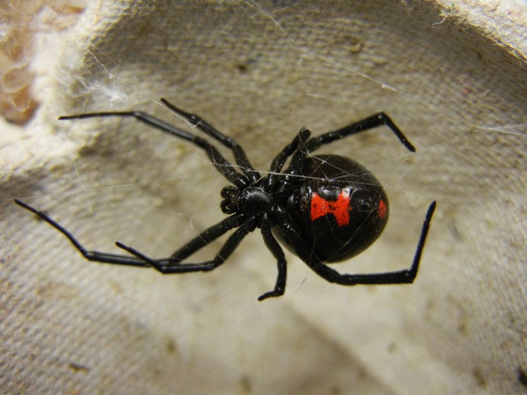 Πόσο επικίνδυνη είναι η αράχνη «μαύρη χήρα»
