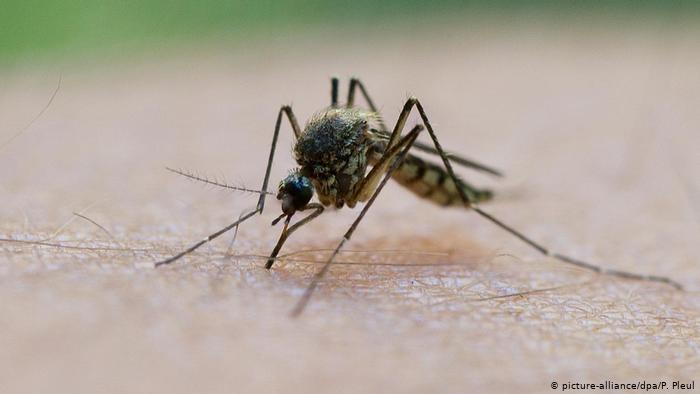 Ξεγέλα τον εγκέφαλο όταν σε τσιμπήσει κουνούπι