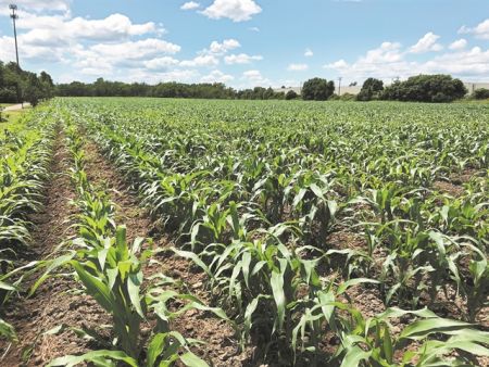 Οι δύο πλευρέςτων οργανικώνκαλλιεργειών