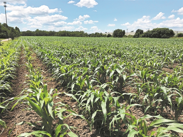 Οι δύο πλευρέςτων οργανικώνκαλλιεργειών