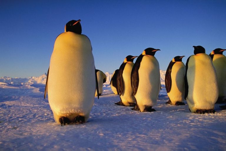 Ανταρκτική: Δορυφόρος ανακάλυψε άγνωστες αποικίες αυτοκρατορικών πιγκουίνων | tovima.gr