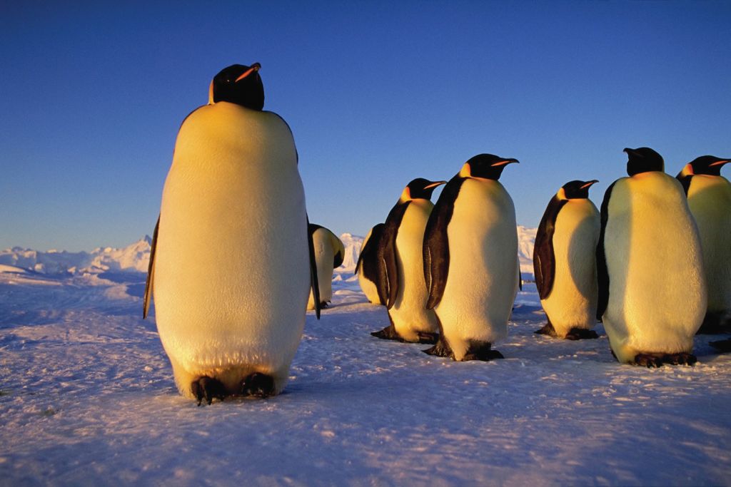 Ανταρκτική: Δορυφόρος ανακάλυψε άγνωστες αποικίες αυτοκρατορικών πιγκουίνων