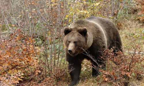 Καθημερινές οι επισκέψεις αρκούδας στο Δίστρατο
