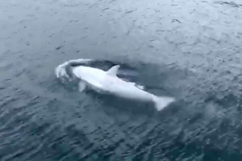 Λευκή φάλαινα-δολοφόνος στα παγωμένα νερά της Αλάσκας