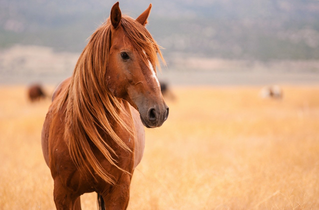 Γαλλία : Άγνωστοι ακρωτηριάζουν άλογα – Σατανιστικές τελετές υποψιάζονται οι αρχές