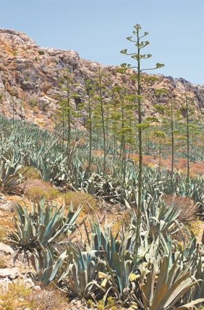 Η βιοποικιλότητα του τόπου μας, τα άγρια φυτά και μια γωνιά στο Τατόι