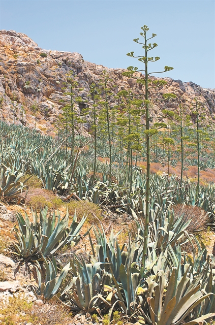 Η βιοποικιλότητα του τόπου μας, τα άγρια φυτά και μια γωνιά στο Τατόι