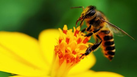Το δηλητήριο της μέλισσας σκοτώνει καρκινικά κύτταρα σε 60′!