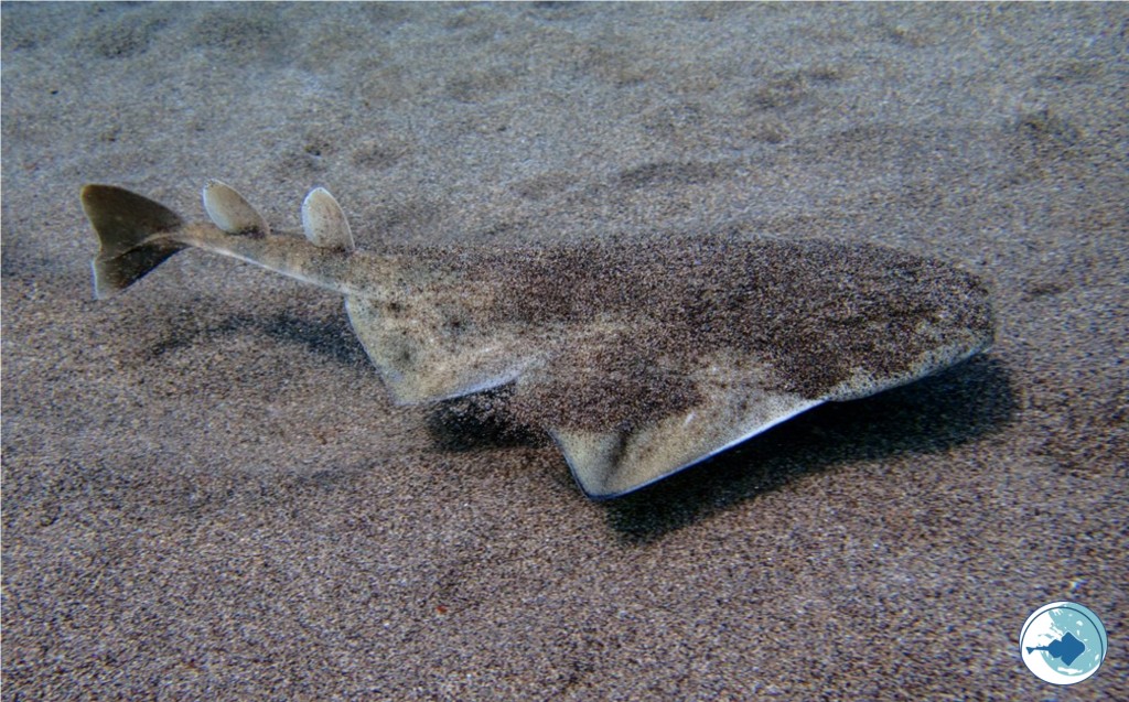 Αγγελοκαρχαρίας: Στη Μεσόγειο μία από τις πλέον απειλούμενες ομάδες καρχαριών στον κόσμο