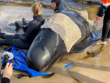 Τασμανία : Eκατοντάδες φάλαινες παγιδευμένες σε ακτή – 380 ήδη νεκρές