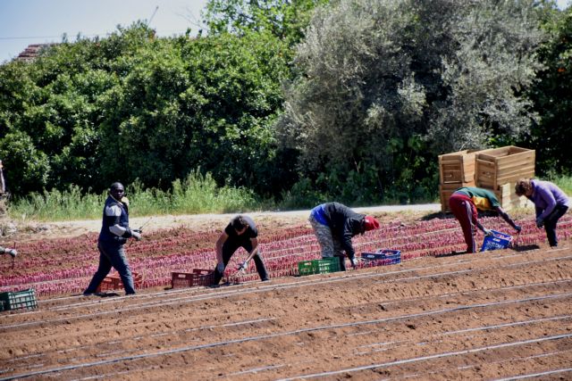 Λακωνία: Συναγερμός για τα δεκάδες κρούσματα σε εργάτες – Τι προβληματίζει τις Αρχές