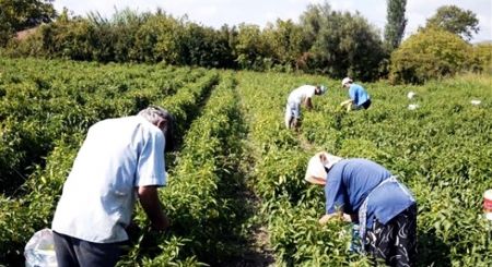 Κορωνοϊός – Λακωνία : Σαρωτικοί έλεγχοι – 32 θετικά κρούσματα σε εργάτες γης