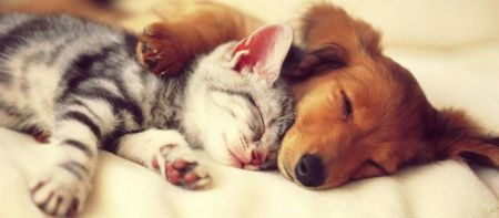 Κορωνοϊός: Οι γάτες μεταδίδουν τον ιό μεταξύ τους, οι σκύλοι όχι