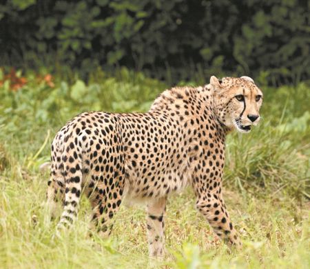 Εκατοντάδες είδη ζώων κινδυνεύουν από τον νέο κορωνοϊό