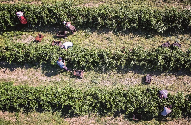 Προτεραιότητα στη «γεωργία ακριβείας» και στα ποιοτικά προϊόντα