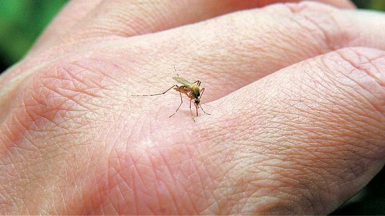 Ερευνα: Τα κουνούπια δεν μεταδίδουν κορωνοϊό από άνθρωπο σε άνθρωπο | tovima.gr