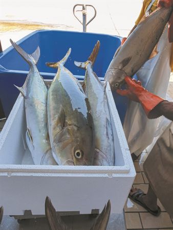 Ψαρί πελαγίσιο ‘Ή ιχθυοκαλλιέργειας;
