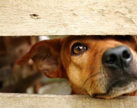 Βασανισμός ζώων : Να γίνει κακούργημα – Εισήγηση Βορίδη