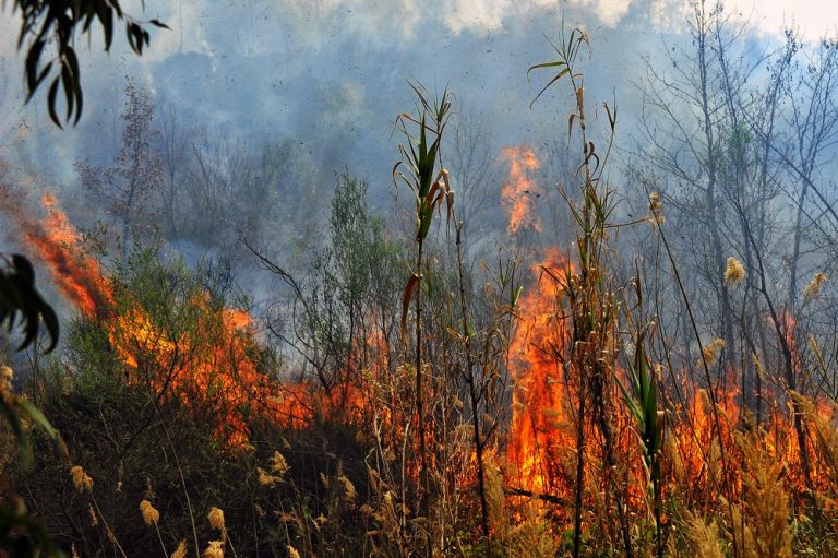 Θεσσαλονίκη : Φωτιά σε δασική έκταση στην Μικροκώμη