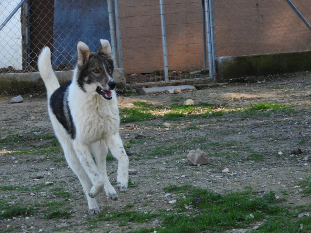 «Συγκατοικήστε» με ένα αδέσποτο – Πρόγραμμα φιλοξενίας της Save a Greek Stray
