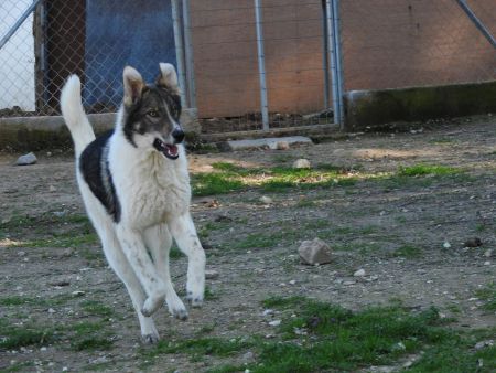 «Συγκατοικήστε» με ένα αδέσποτο – Πρόγραμμα φιλοξενίας της Save a Greek Stray