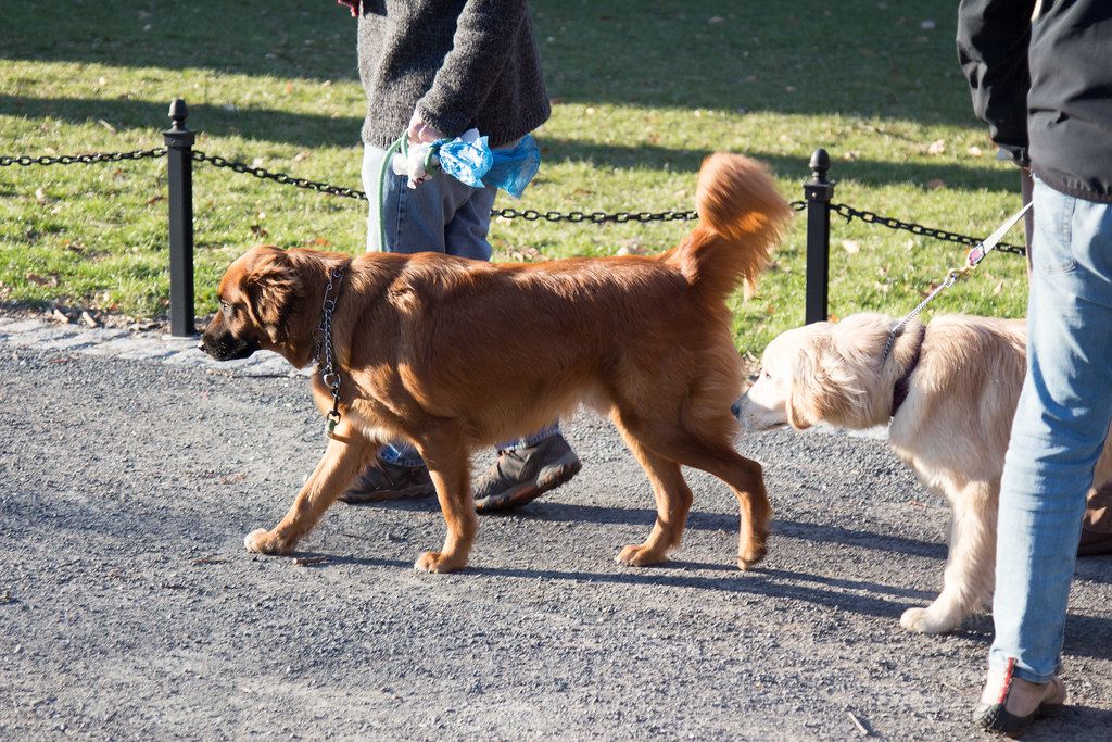 Χαρδαλιάς : Πριν τις 00:30 οι βόλτες με κατοικίδιο