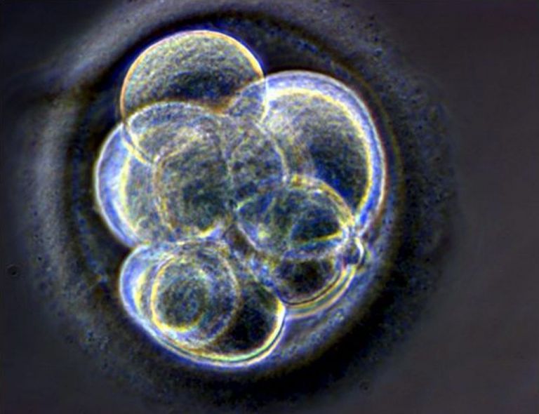Γενετικές βλάβες σε έμβρυα που τροποποιήθηκαν με CRISPR | tovima.gr
