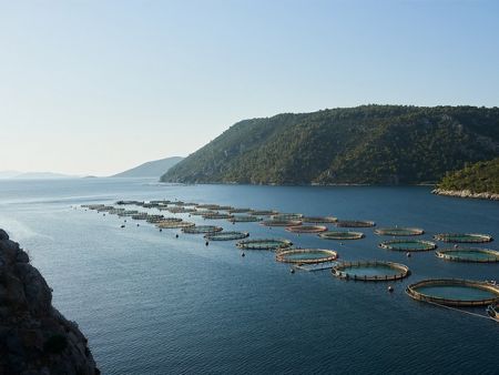 Το ψάρι και η αυτάρκεια τροφίμων