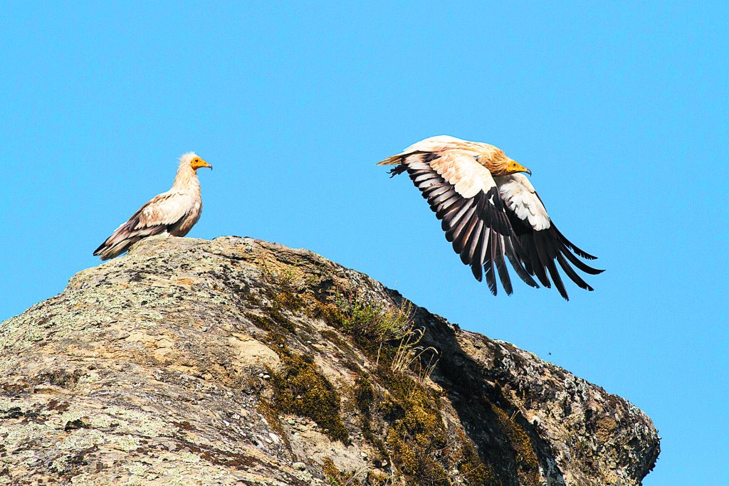 Ο βασιλαετός δεν μένει πια εδώ – Είδος προς εξαφάνιση οι «καθαριστές της φύσης»