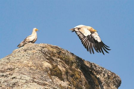 Ο βασιλαετός δεν μένει πια εδώ