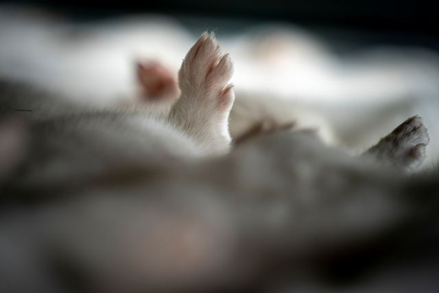 Γαλλία: Εντοπίστηκε κορωνοϊός σε εκτροφείο βιζόν