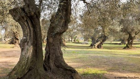 Η Απουλία μετά την «επιδημία» της ξυλέλας