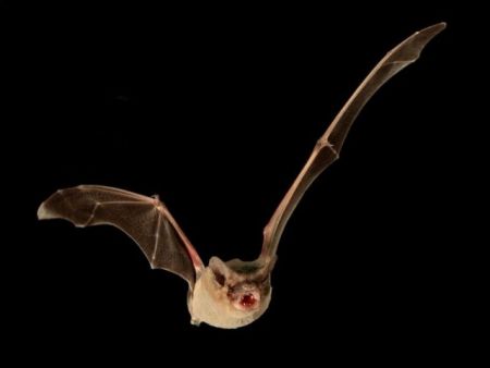 Κορωνοϊός : Συγγενικοί ιοί σε νυχτερίδες σε καταψύκτες σε Ιαπωνία και Καμπότζη