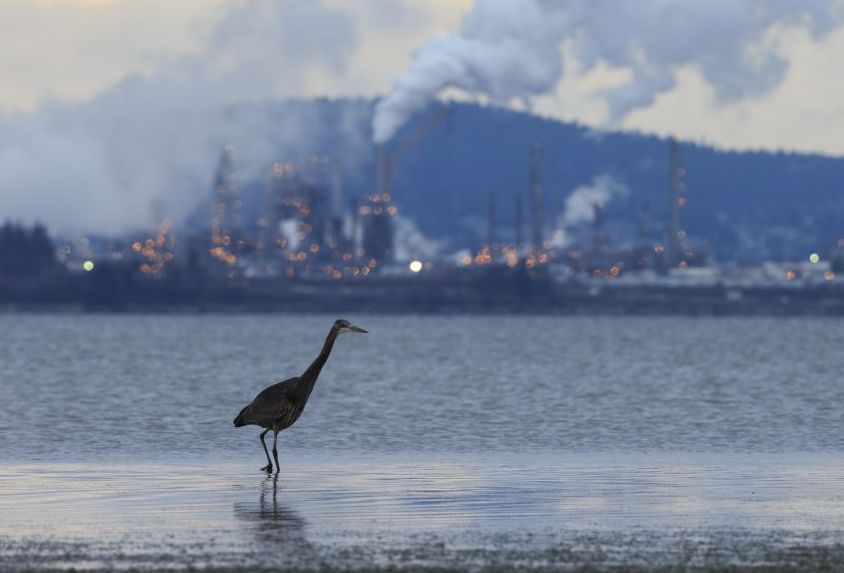 «Δισεκατομμύρια πτηνά» σώθηκαν στις ΗΠΑ χάρη στη μείωση της ατμοσφαιρικής ρύπανσης