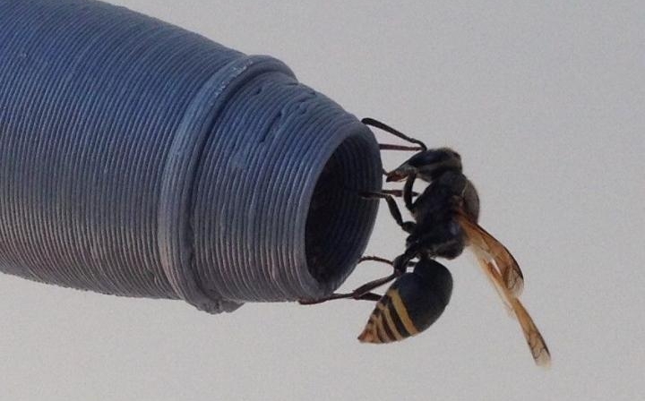 Πώς μια σφήκα μπορεί να… καταρρίψει αεροπλάνα